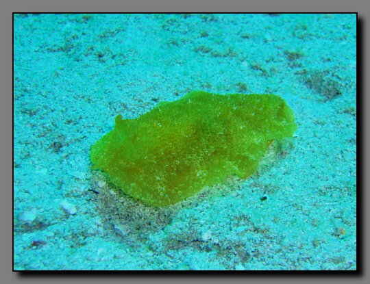 warty sidegill slug